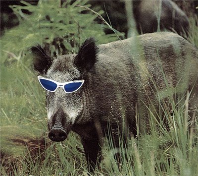 cinghiale1.jpg