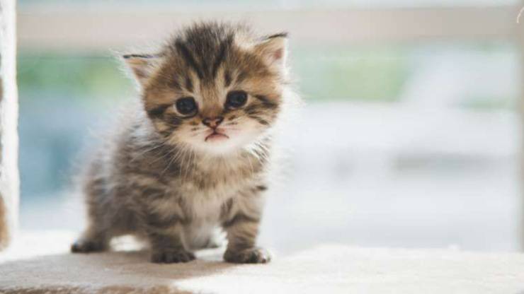 cosa-fare-quando-il-gatto-piange.jpg