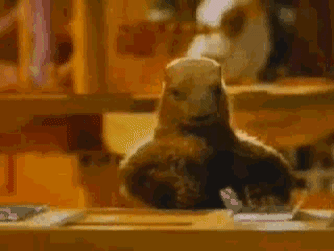 giphy.gif