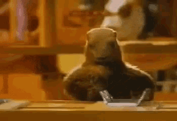 milka-marmot.gif