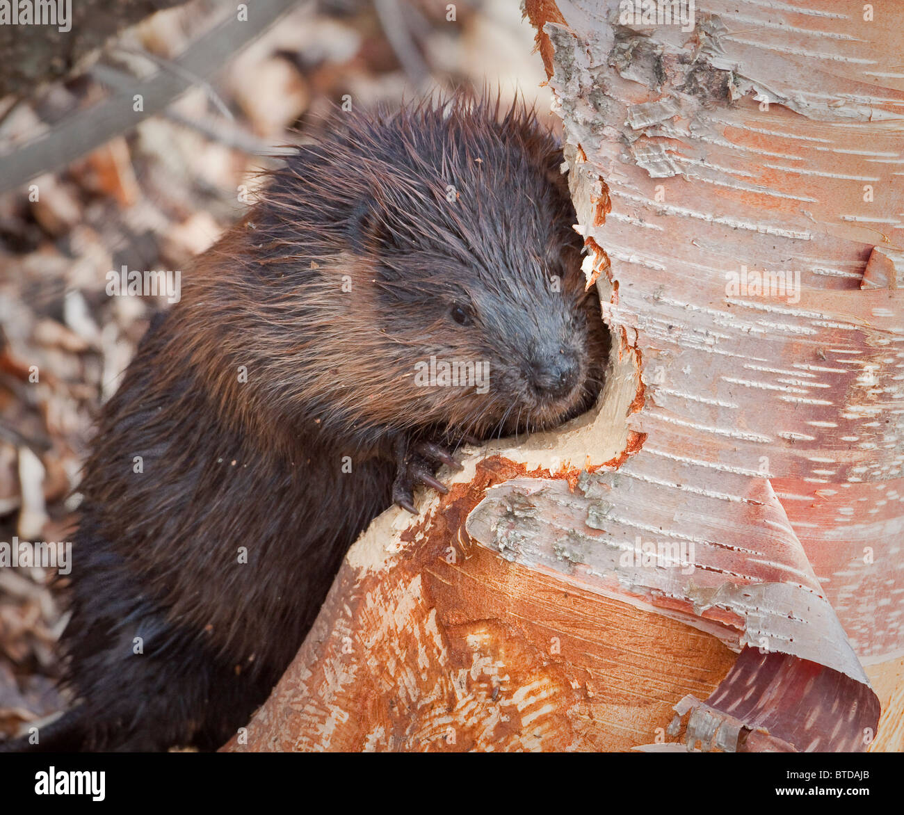 vista-ravvicinata-di-un-castoro-rosicchia-su-una-betulla-vicino-a-potter-marsh-anchorage-centr...jpg